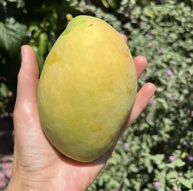 Hand holding a broad oval yellow-green mango with natural skin markings.