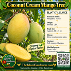 Coconut Cream mango product graphic with yellow-green fruit, pale yellow flesh, growing information, The Island Gardeners logo, and Harvest Calendar QR code.