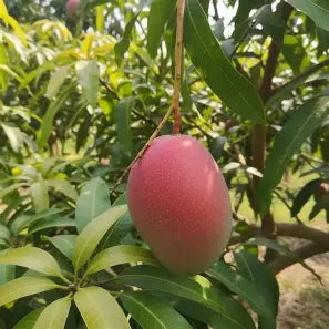 Oval red-blushed mango with a muted green lower end hanging among leaves.