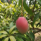 Oval red-blushed mango with a muted green lower end hanging among leaves.