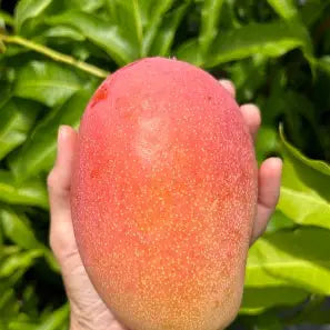 Hand holding an oval-oblong mango with pink-red blush, yellow lower skin, and fine pale speckles.