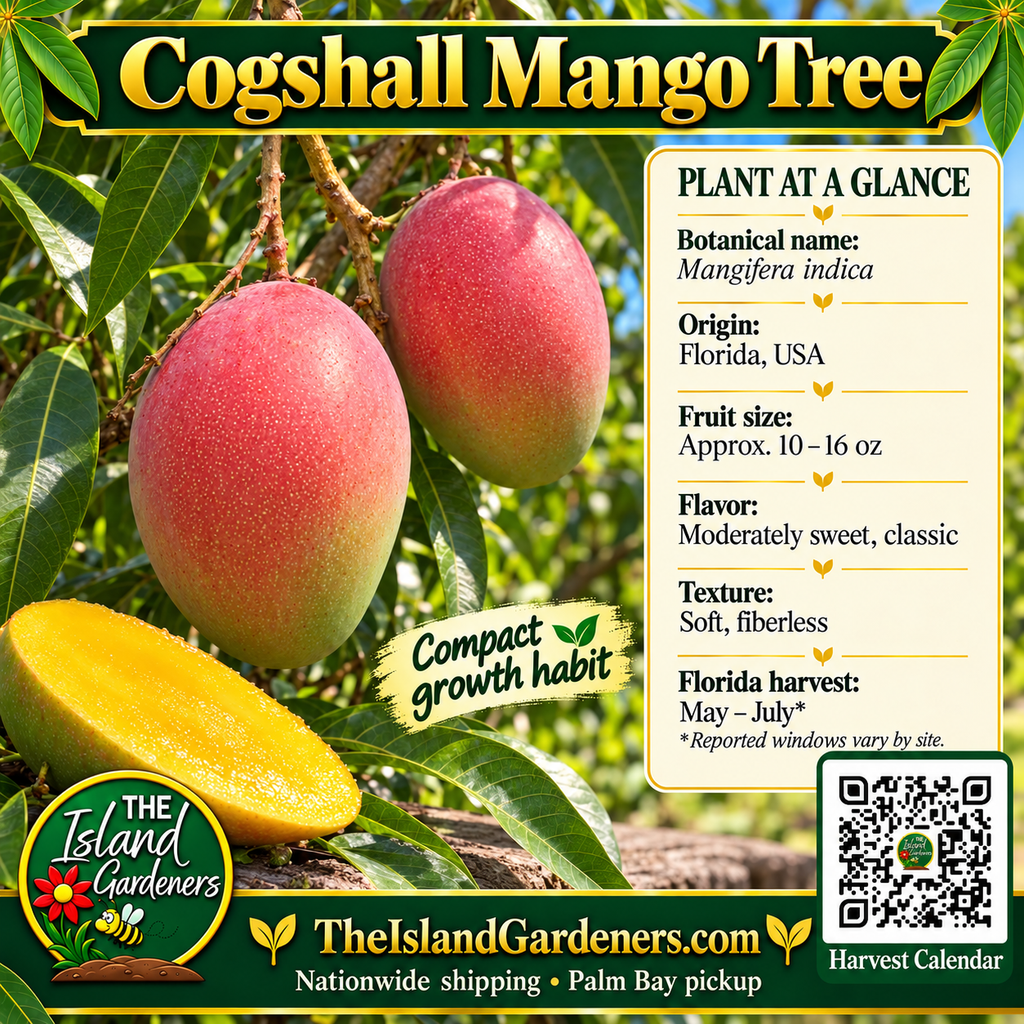Cogshall mango graphic with red-blushed oval fruit, growing information, The Island Gardeners logo, and Harvest Calendar QR code.