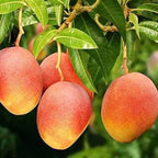 Several red-blushed mangoes with yellow lower skin hanging among green leaves.