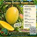 Crème Brûlée mango product graphic with yellow-green fruit, yellow flesh, growing information, The Island Gardeners logo, and Harvest Calendar QR code.
