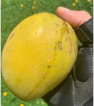 Gloved hand holding a broad yellow-green mango with natural dark speckles and skin markings.
