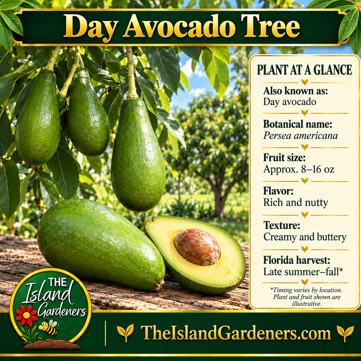Day avocado product graphic with green fruit, a cut avocado, plant information, and The Island Gardeners logo.