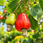 Red Cashew Nut Tree
