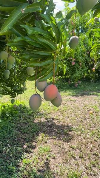 Lil Gem Mango Tree