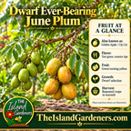 Green and golden June plums on a leafy branch in a rustic garden setting.