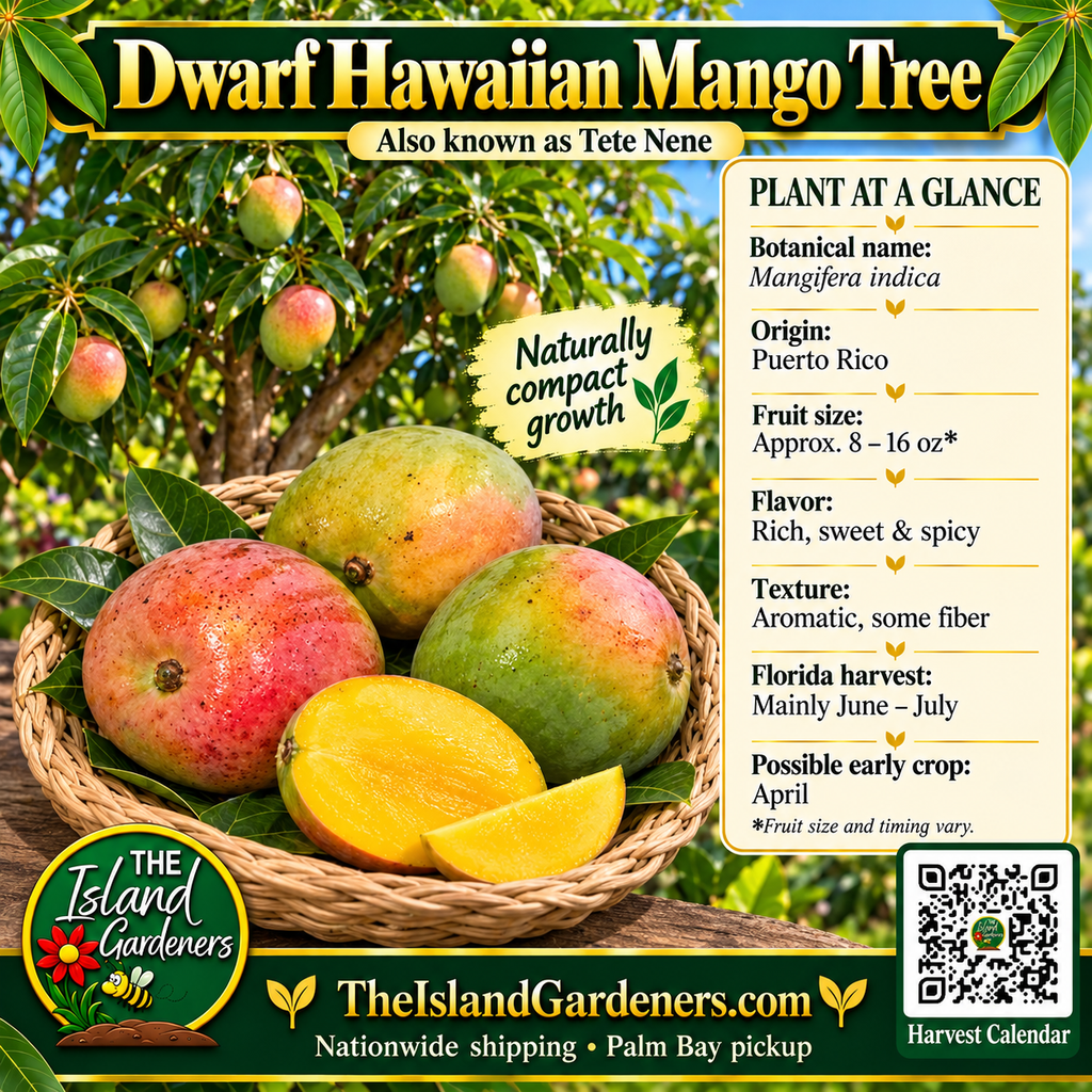 Dwarf Hawaiian mango graphic with rounded green and blushed fruit, growing information, The Island Gardeners logo, and Harvest Calendar QR code.