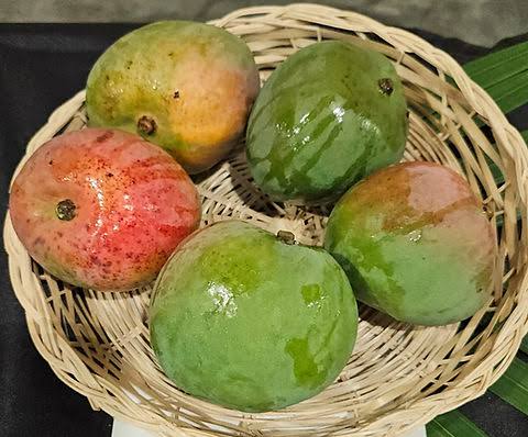 Five rounded green, yellow-green, and red-blushed mangoes arranged in a shallow woven basket.