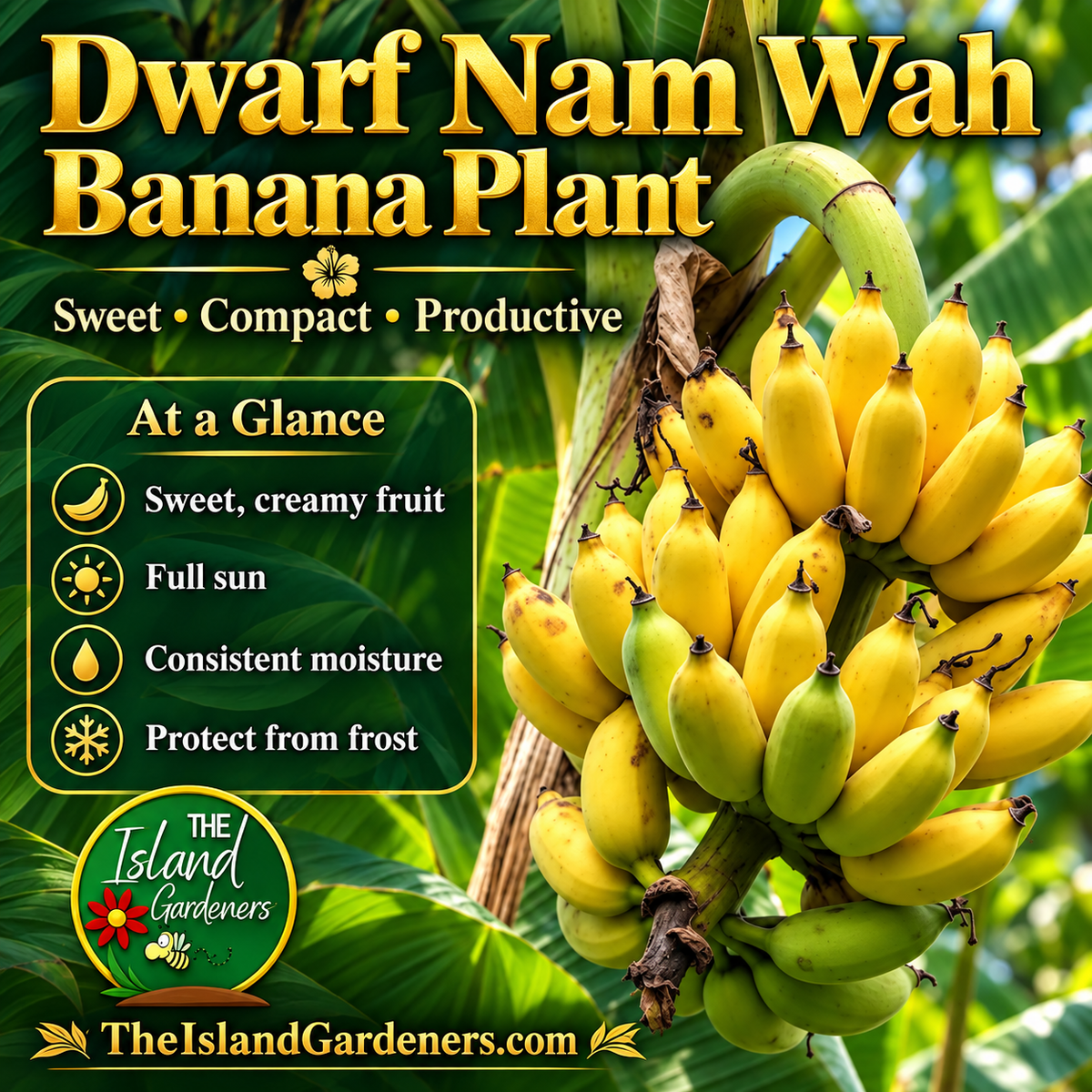 Dwarf Nam Wah banana plant with yellow and green bananas, care highlights, and The Island Gardeners logo.