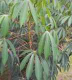 Growing Jamaican sweet cassava with yuca stem cuttings at The Island Gardeners for your Florida food forest.