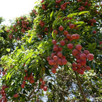 Red lychee fruit hanging in clusters among glossy green foliage