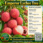 Emperor Lychee Tree graphic with red fruit, peeled white flesh, plant facts, Island Gardeners branding and Harvest Calendar QR