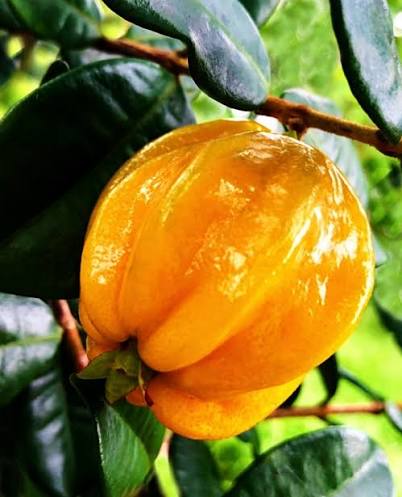 Close view of golden yellow-orange Eugenia selloi fruit among glossy green leaves