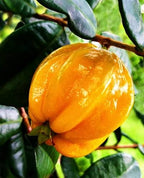 Close view of golden yellow-orange Eugenia selloi fruit among glossy green leaves