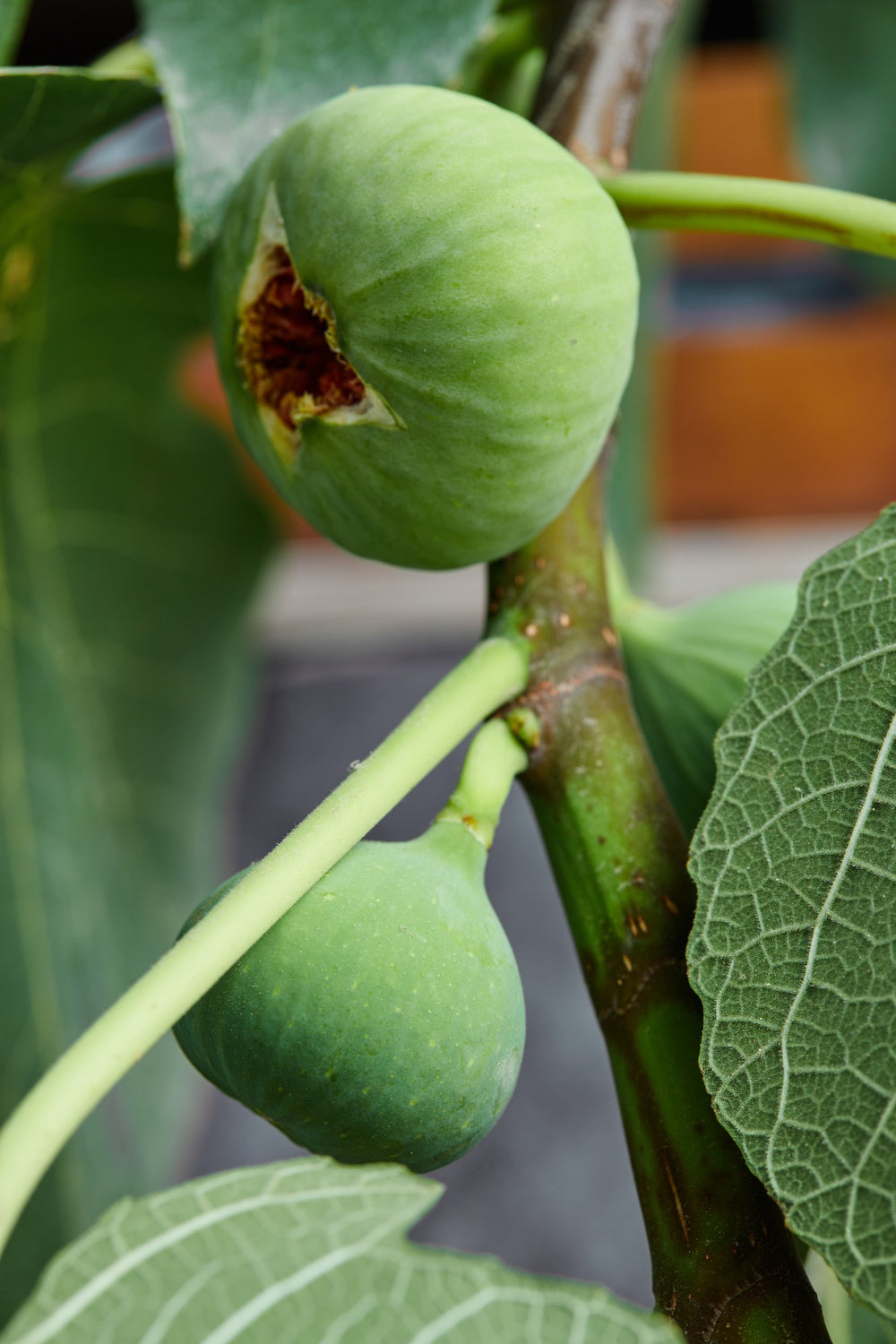 Fignomenal dwarf fig tree growing in a container 
