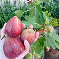 Ripe brown figs on a Fignomenal dwarf fig tree
