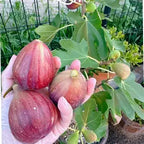 Ripe brown figs on a Fignomenal dwarf fig tree