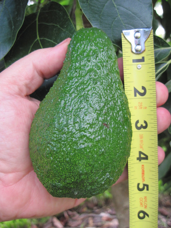 Florida Hass avocados with green pebbled skin