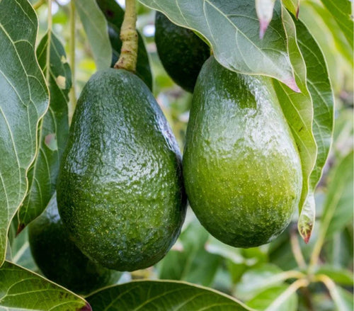 Florida Hass avocados growing on a backyard avocado tree
