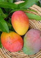 Fruit Punch Mangos at The Island Gardeners in Palm Bay Florida