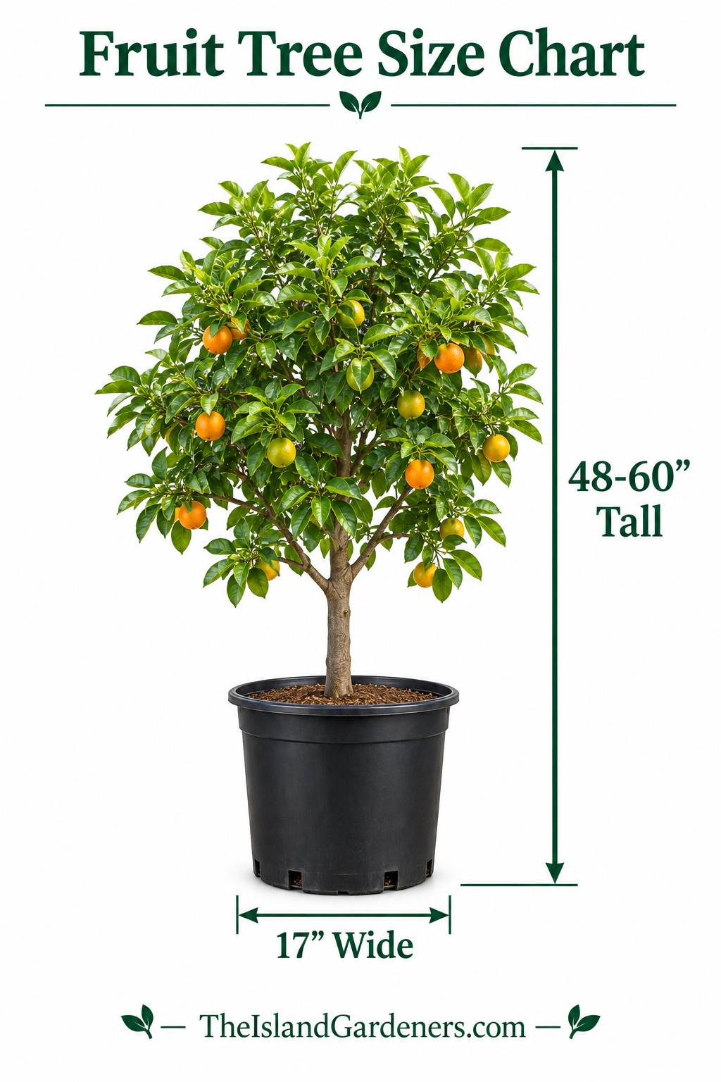 Super Alphonso Mango