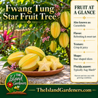 Pale-yellow carambola fruit and star-shaped slices on a terracotta plate beneath a fruiting branch, labeled Fwang Tung Star Fruit Tree. 