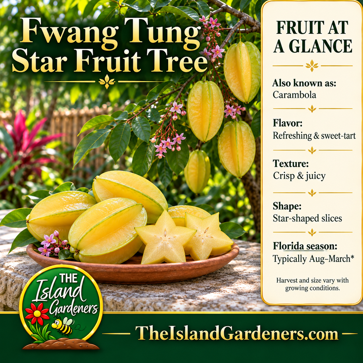 Pale-yellow carambola fruit and star-shaped slices on a terracotta plate beneath a fruiting branch, labeled Fwang Tung Star Fruit Tree. 