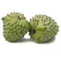 Green Geffner atemoya fruit growing on a branch