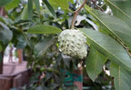 Geffner atemoya tree growing in a nursery pot with fruit hanging