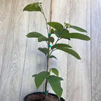 Geffner atemoya tree growing in a nursery pot