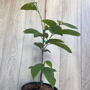 Geffner atemoya tree growing in a nursery pot