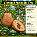 Gigantia sapodilla graphic showing brown fruit, cut fruit with tan flesh, plant information, and The Island Gardeners logo.