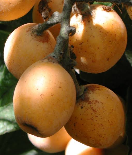 Close-up of golden-orange loquats attached to fuzzy stems.