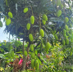 Lemon Meringue Mango Tree with mangoes in Palm Bay food Forest 