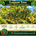 Illustrated loquat tree in a garden with a fruit-cluster inset and The Island Gardeners branding; cultivar selected from nursery availability.