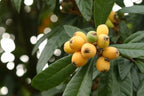Grafted loquat tree available at The Island Gardeners nursery in Palm Bay, Florida.