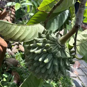 green rollinia fruit with pointed bumps hanging from a branch