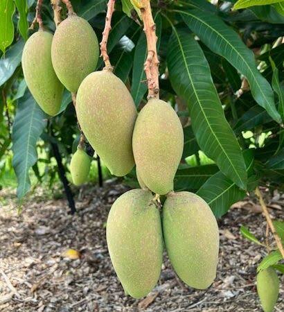 Green Orange Sherbet Mango on a tree in Florida orchard