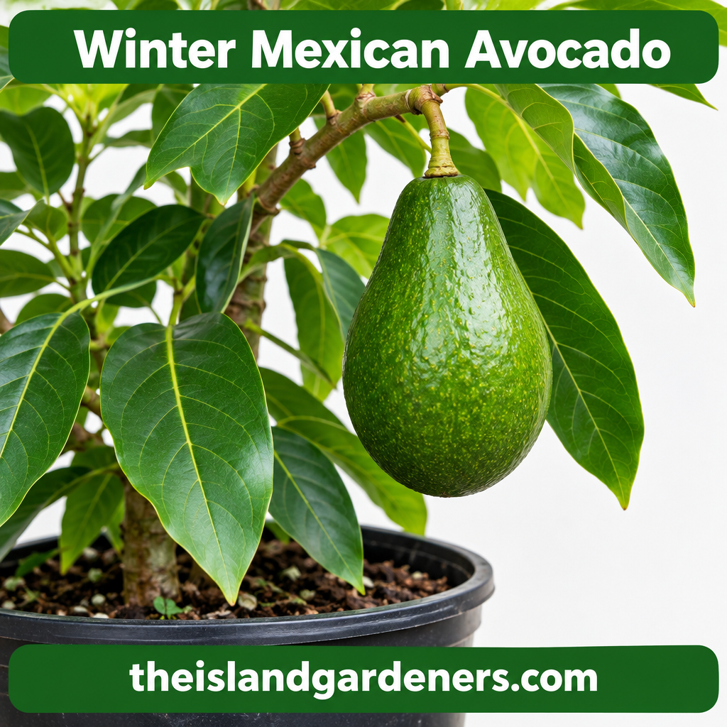 Winter Mexican avocado tree in a nursery pot at The Island Gardeners