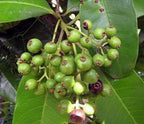 Green allspice berries growing on a pimento tree