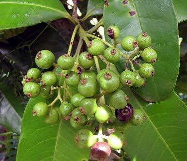 Green allspice berries growing on a pimento tree