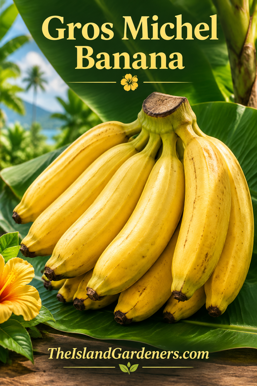 Gros Michel Banana Plant