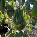 Hall avocado tree for Florida backyard gardens