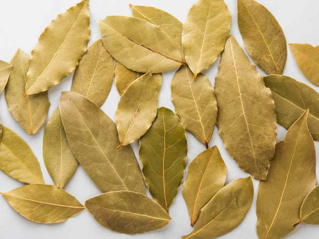 Harvested bay laurel leaves for cooking