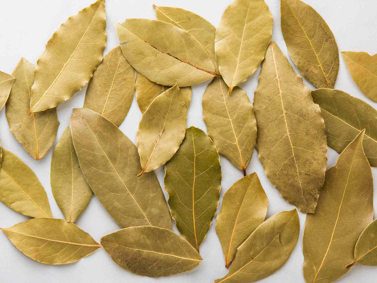 Harvested bay laurel leaves for cooking