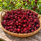 Tray filled with freshly harvested deep red sorrel calyces. 