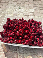 Sorrel Hibiscus Seeds – Three-Month Roselle Cultivar